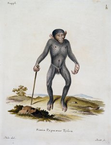 Simia pygmaeus, Johann Christian Daniel von Schreber (1739-1810), IC Bock, Almanya tarafından gravür tarafından Doğadan tasvir edilen Memelilerden by German School