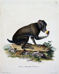 Johann Christian Daniel von Schreber (1739-1810), IC Bock, Almanya tarafından oyma by German School