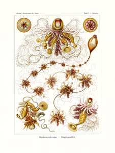 Sifonofor, 1899-1904 by German School