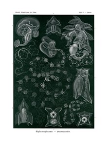 Sifonofor, 1899-1904 by German School