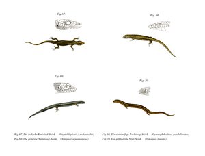 Skink (renkli lito) by German School