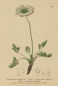 Küçük Alp Lovage (Pachypleurum mutellinoides, Pachypleurum simplex, Pachypleurum alpinum, Pachypleurum simplex, Neogaya simplex, Gaya simplex, Ligusticum simplex) by German School