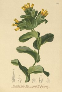 Pürüzsüz Honeywort (Cerinthe alpina, Cerinthe glabra subsp. glabra) by German School