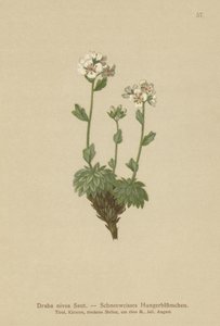Kar beyazı Beyaz çimen (Draba nivea) by German School
