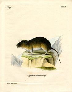 Kar Faresi (renkli gravür) by German School