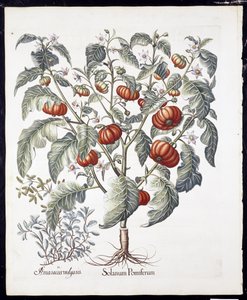Solanum Pomiferum, Hortus Eystettensis
