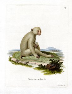 İsli Mangabey (renkli gravür) by German School