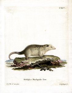 Güney Opossum (renkli gravür) by German School