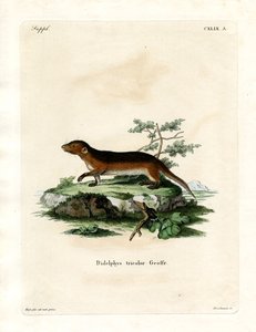 Güney Kırmızı Taraflı Opossum (renkli gravür) by German School