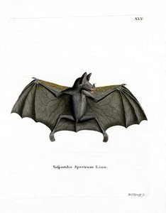 Spectral Bat (renkli gravür) by German School