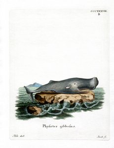 Sperm Balinası (renkli gravür) by German School