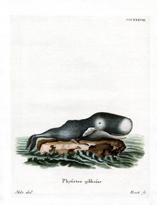 Sperm Balinası (renkli gravür) by German School