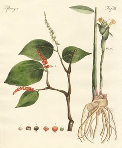 Baharat by German School