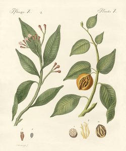 Baharat by German School