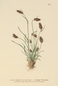 Çivili Odunsuyu (Luzula spicata) by German School