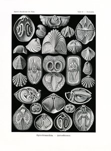 Spirobranchia, 1899-1904 by German School