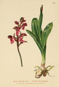 Spitzels Orkide (Orchis Spitzelii) by German School