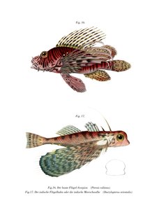 Spotfin Aslan Balığı (renkli taş) by German School