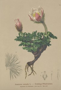 Bahar Anemon (Anemon vernalis, Pulsatilla vernalis) by German School