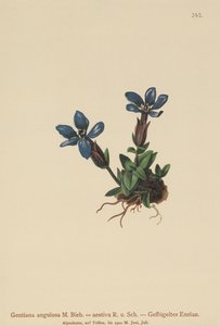 Bahar Gentian (Gentiana verna, Gentiana angulosa, Gentiana aestiva) by German School