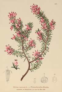 Bahar Çalı (Erica carnea) by German School