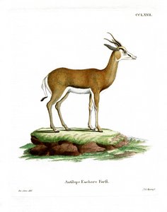Springbok (renkli gravür) by German School