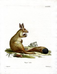 Springhare (renkli gravür) by German School