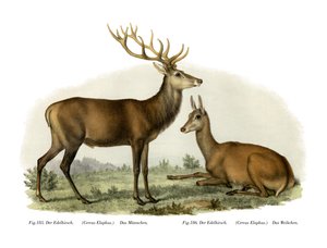 erkek geyik, 1860 by German School