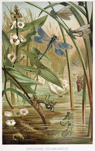 Bir Damselfly
