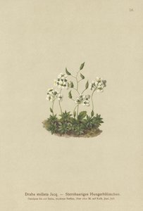 Yıldızlı Whitlow-çim (Draba stellata) by German School