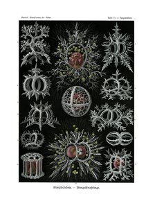 Stephoidea, 1899-1904 by German School
