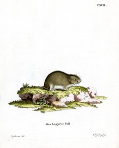 Bozkır Lemming (renkli gravür) by German School