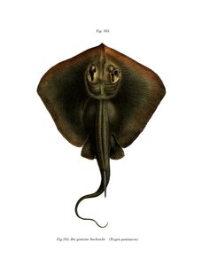 Sting Ray (renkli taş) by German School