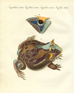 Garip amfibiler (renkli gravür) by German School