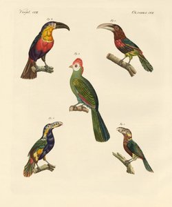 Tuhaf tırmanan kuşlar (renkli gravür) by German School