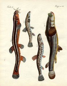 Garip balık (renkli gravür) by German School