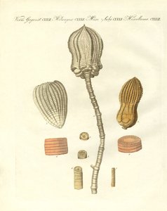 Garip fosilleşmeler (renkli gravür) by German School