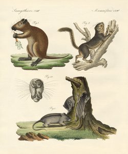 Garip memeliler (renkli gravür) by German School