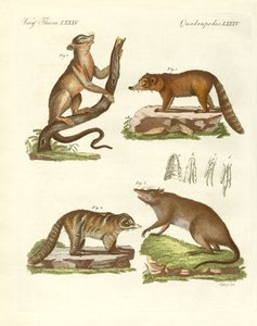 Garip memeliler (renkli gravür) by German School