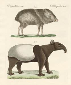 Garip memeliler by German School