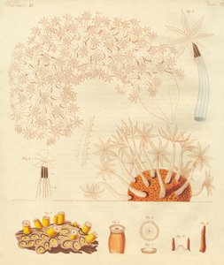 Garip solucanlar, zoofitler (renkli gravür) by German School