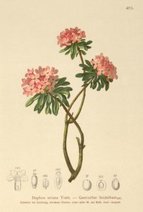 Çizgili Defne (Daphne striata) by German School