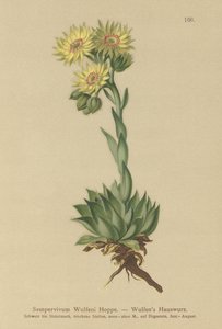Güneş Evileek (Sempervivum Wulfenii) by German School