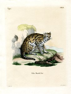 Sunda Bulutlu Leopar (renkli gravür) by German School