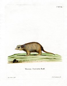 Surikat (renkli gravür) by German School