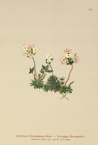 Sweetflower Rockyasemin (Androsace Chamaejasme) by German School