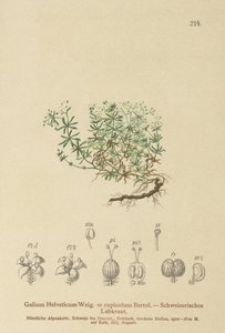İsviçre Bedstraw (İsviçre Galium, Galium rupicolum, Galium megalospermum) by German School