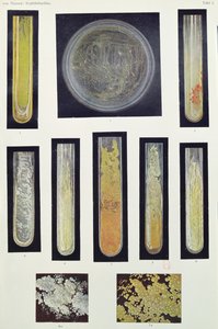 Frengi Bacillus, Max von Niessen