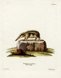 Kuyruksuz Tenrec (renkli gravür) by German School
