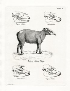 Tapir Kafatasları (renkli gravür) by German School